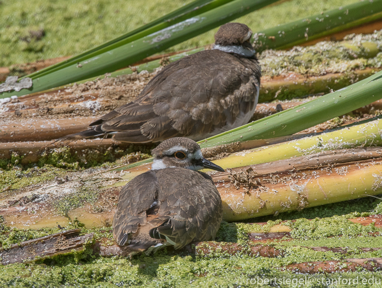 emily renzel wetlands